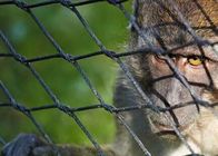 Сеть гибкого кабеля небольшого зоопарка Ss приложения обезьяны сетки веревочки провода металла птицы чистая ограждая